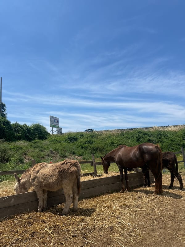 Three brown goats spotted at fence in Capaccio Paestum