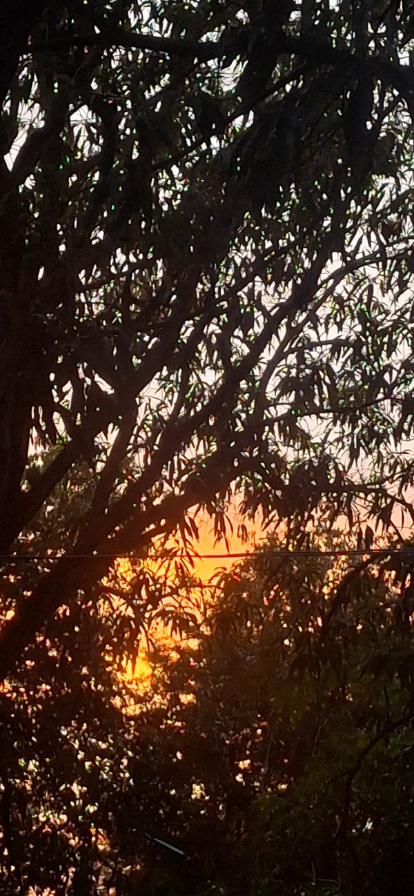 Sunset captured through trees in Vallecito, Venezuela