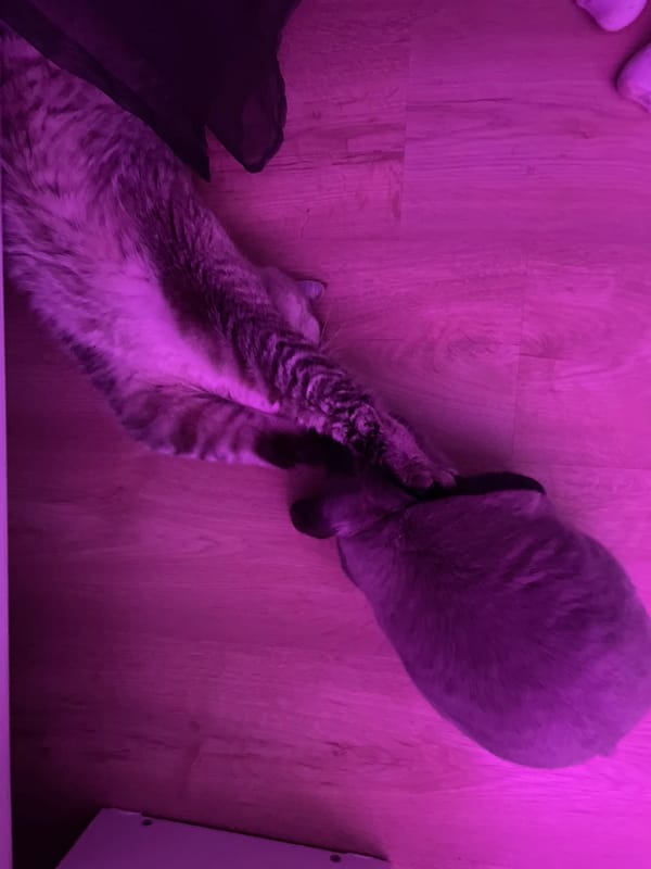 Pets photographed under colorful lighting in Votkinsk home