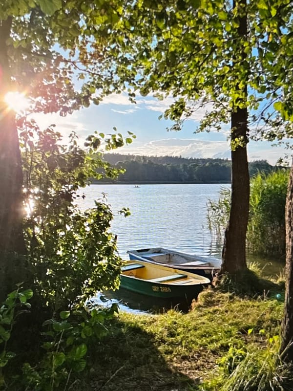 Swans, boats, and a cat on a lazy waterfront morning