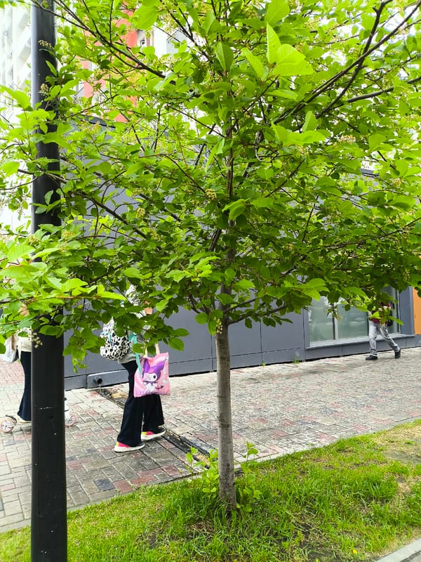 Spring blooms observed on Tyumen street scene