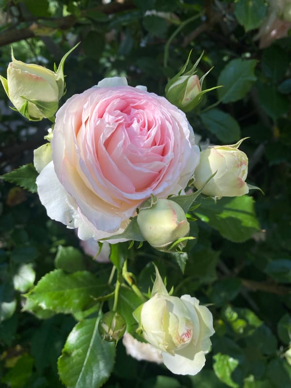 Pink rose in full bloom, close-up in Stavropol garden