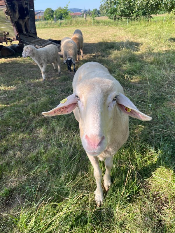 Sheep flock resting and grazing around a field shelter in Neustadt