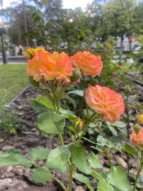Woman documents morning visit to Chernihiv parks and memorials