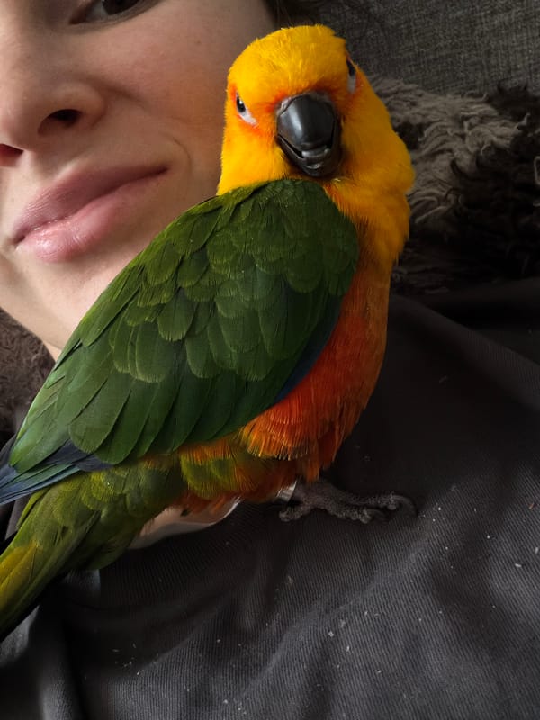 Khimki resident documents daily life with pet parrot