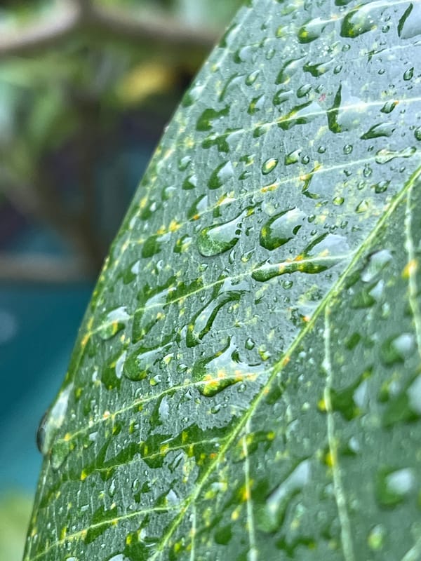 Evening rainfall documented in Ubud citrus gardens
