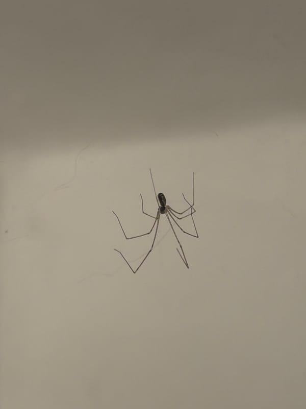 Spider spotted on white surface in Milan