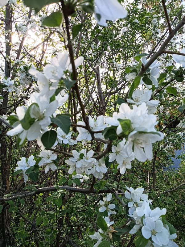 Spring bloom documentation captured in Glubokoe, Kazakhstan