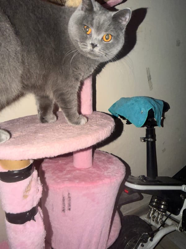 British Shorthair cat at home, Szczecin evening