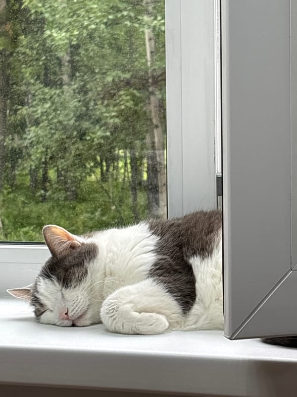 Quiet morning at home in Ust-Ilimsk: cat, flowers, selfie