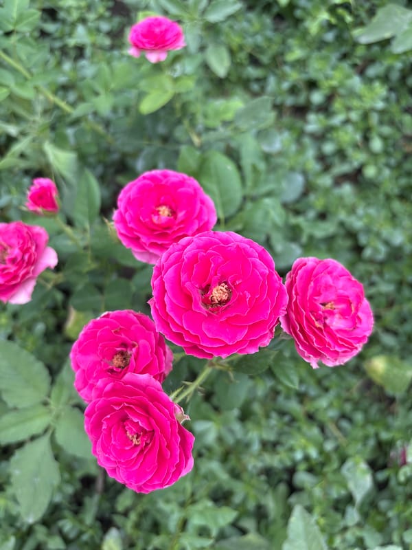 Close-up look at blooming roses and daisies in Taraz