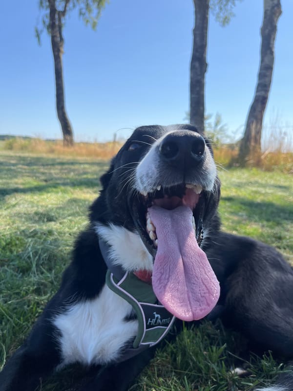 Lazy afternoon with a panting dog in Amel, Belgium