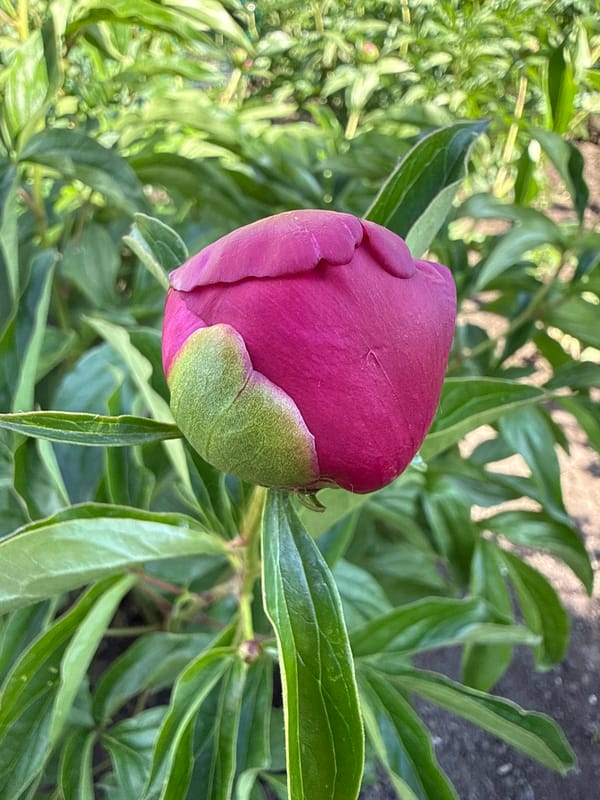 Garden blooms and botanical life documented in 22-minute span