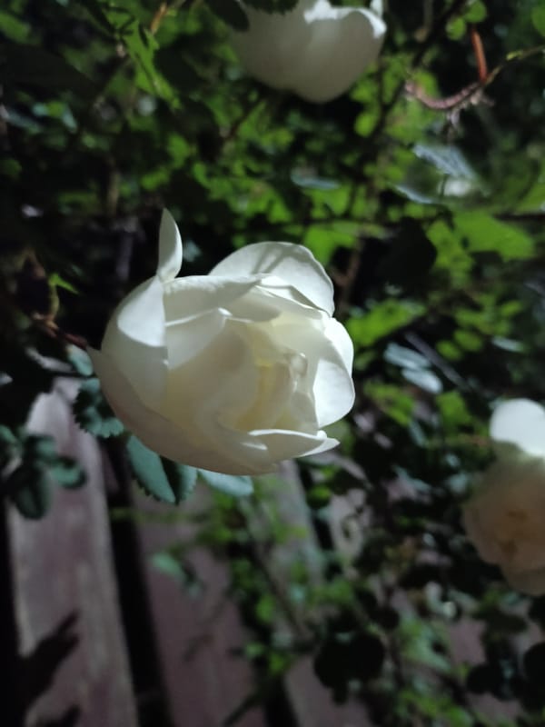 White roses photographed in Kommunarka, Russia evening garden