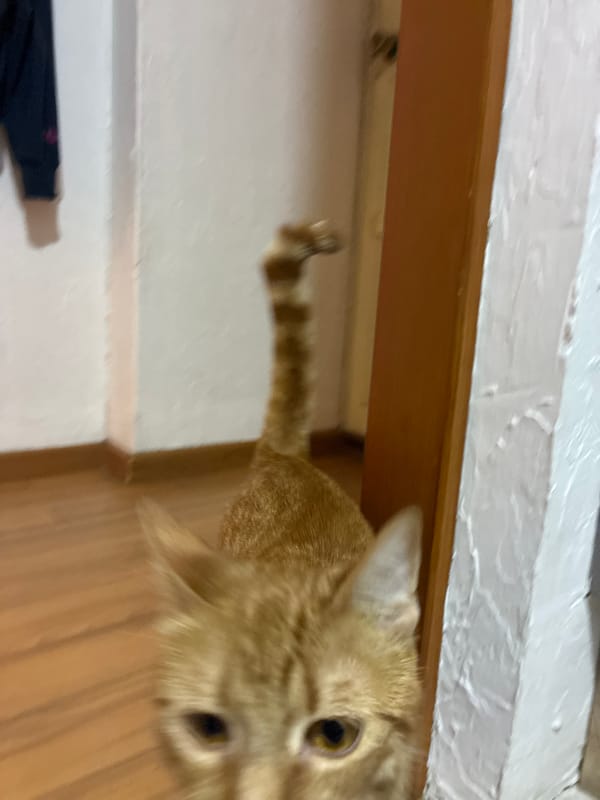 Cat watches late-night cooking in Mexico City kitchen