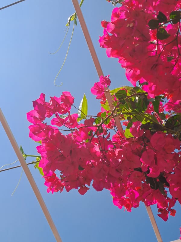 Clear skies, blooming bougainvillea observed in Nha Trang morning