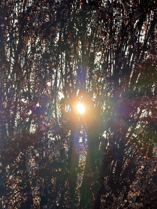 Morning photography session captures sunrise, portraits, pets in Luxembourg