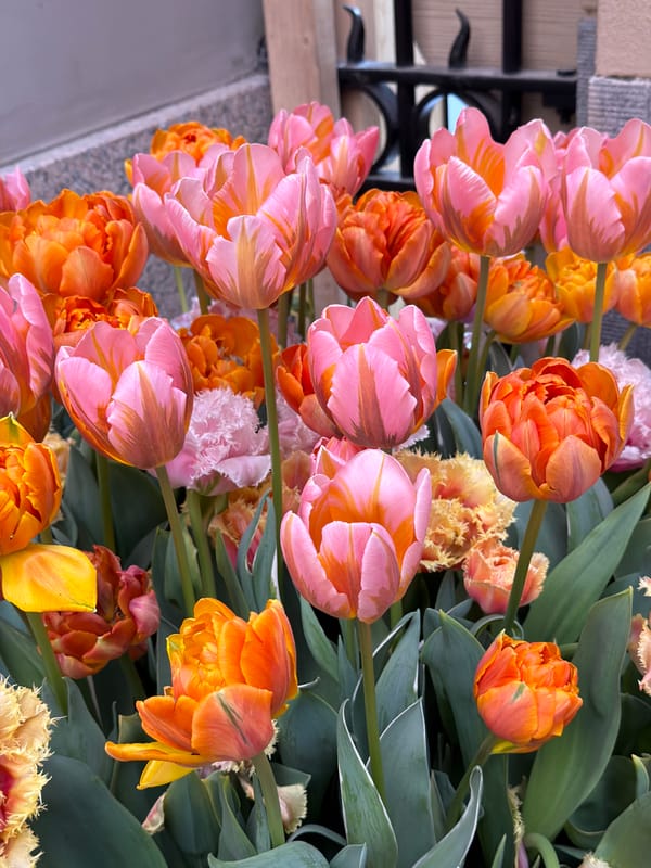Spring tulips and canal tour boat captured in Amsterdam