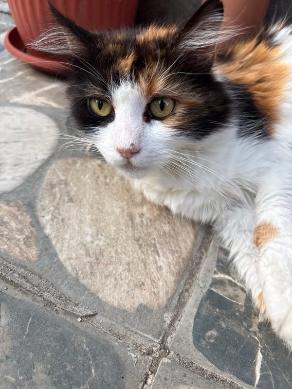 Pets and garden decor at a Cherni Osam home