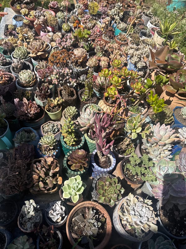 Outdoor succulent plant collection documented in Gorovani, Georgia