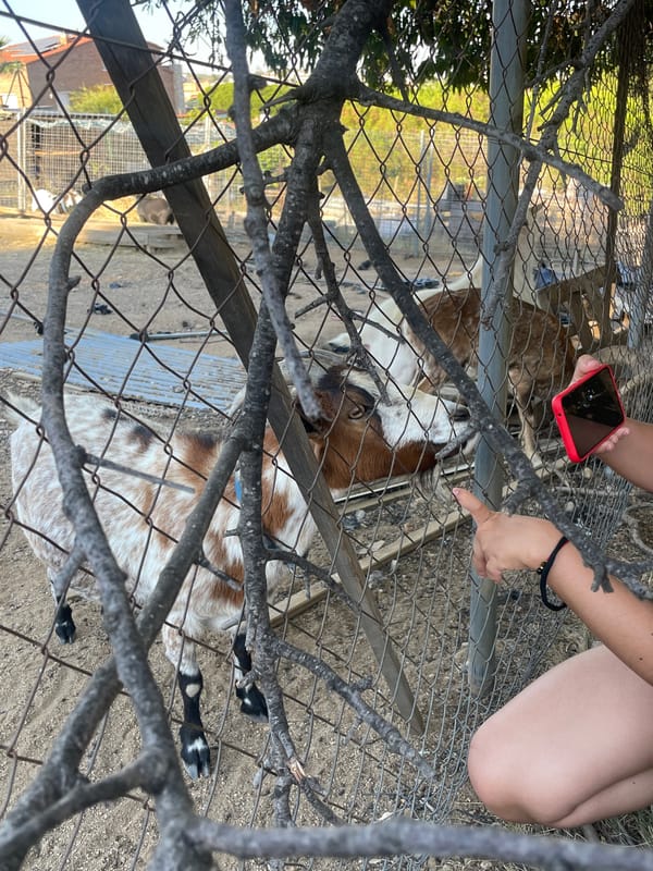 Goats in a scrappy outdoor enclosure, Canet de Mar