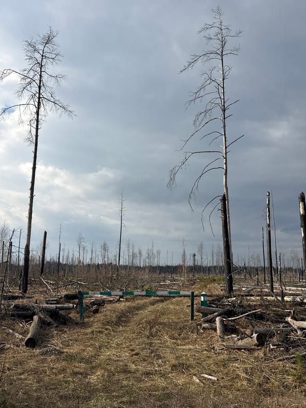 Dead forest documented in Chornobyl Exclusion Zone