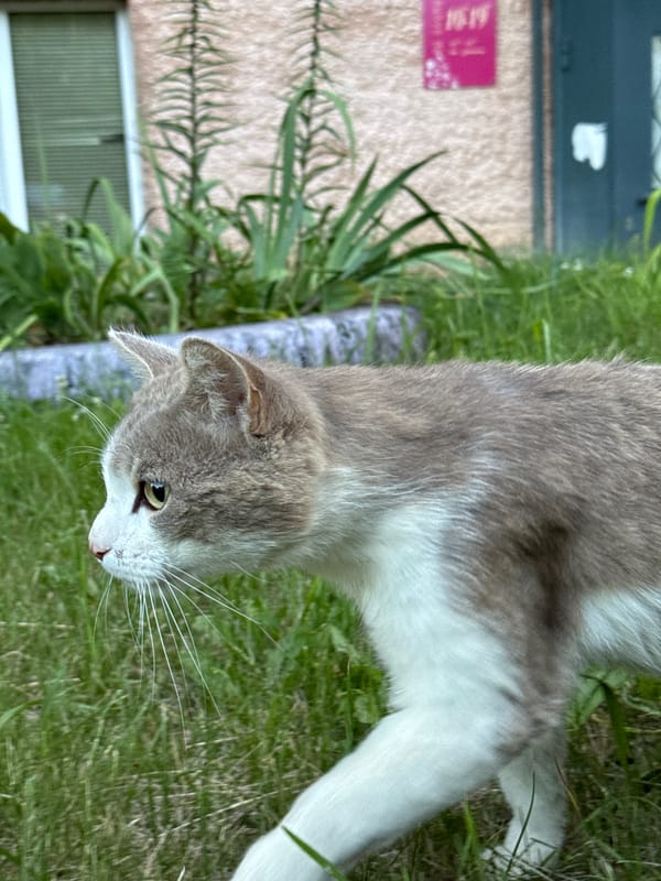 Afternoon walk in Noviy: cats in the grass, stroller on the path