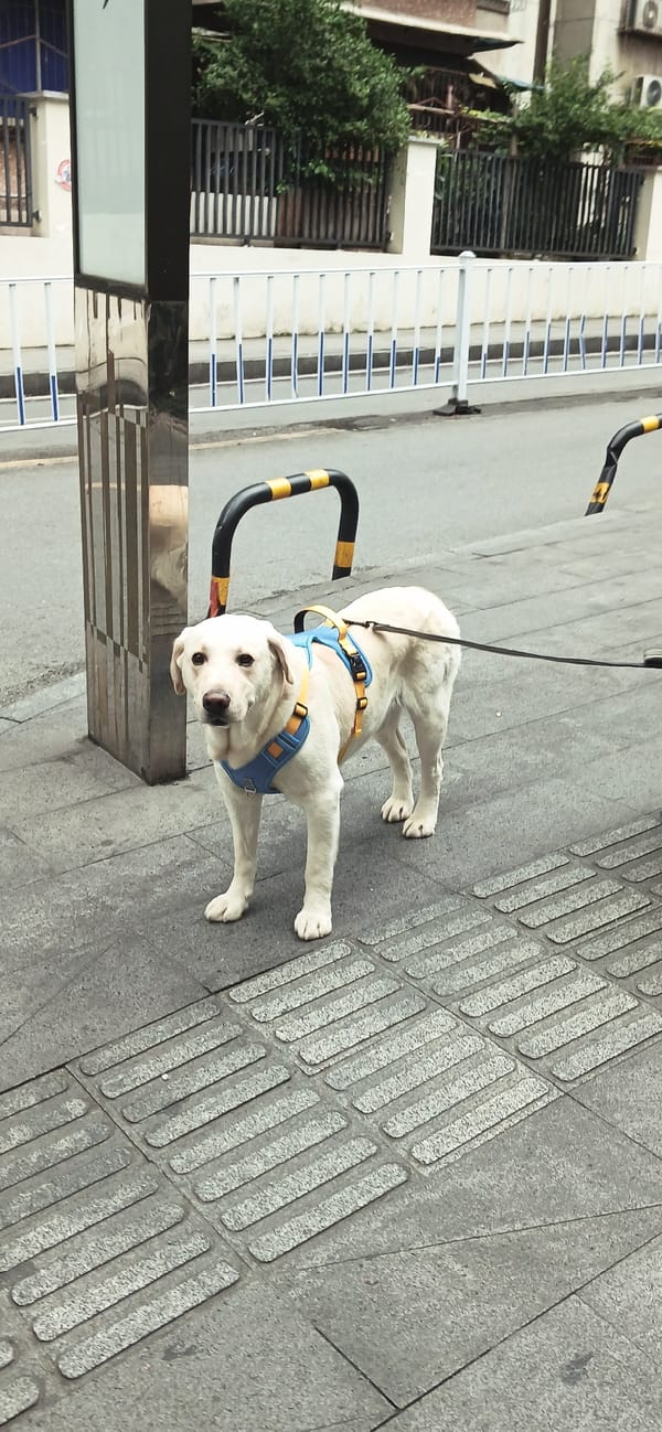 Mother, baby and dog share morning sidewalk in Yuzhong District