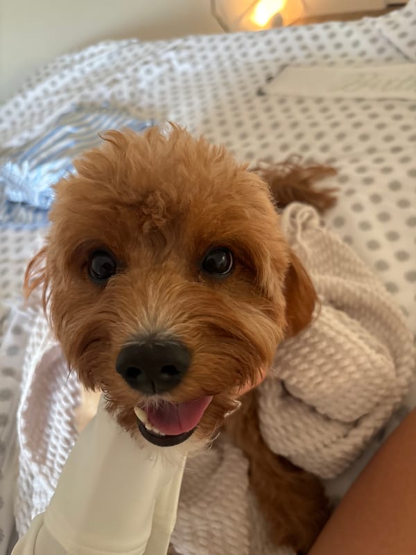 Cozy indoor time with brown poodle in Hallandale Beach