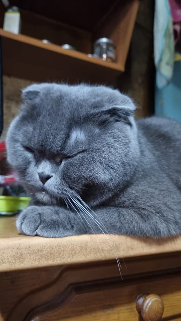 Grey Scottish Fold cat at rest, Vysokoe