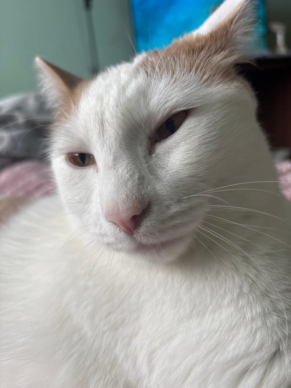 White and ginger cat naps on a pink blanket at home
