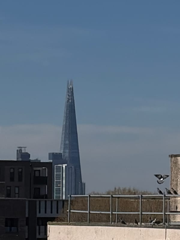 Pigeons gather near London's Shard under clear skies