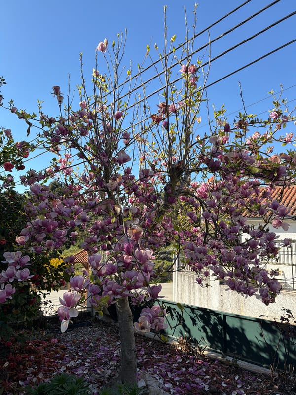 Spring flowers bloom across Vila Real, Portugal
