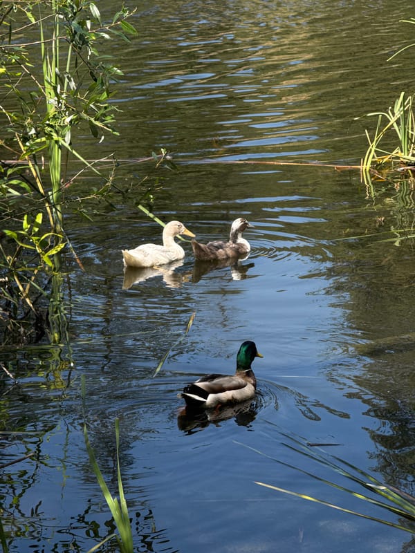 Mallard and two ducks spotted swimming in Los Angeles waterway