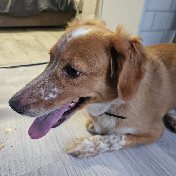 Pets at home in Chelyabinsk — dogs and a parakeet