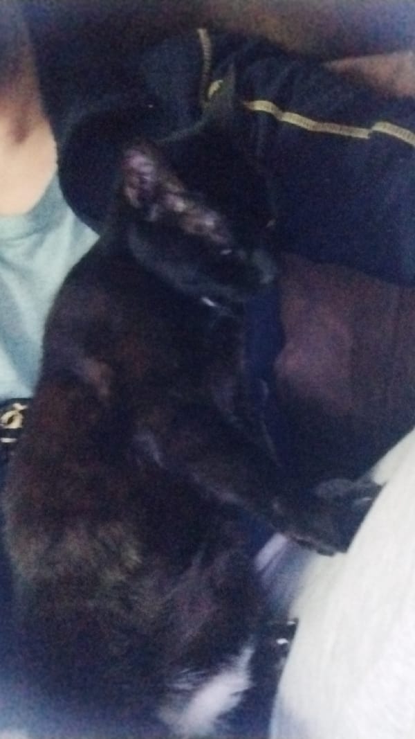 Black cats lounging at home, plus bananas on a speaker