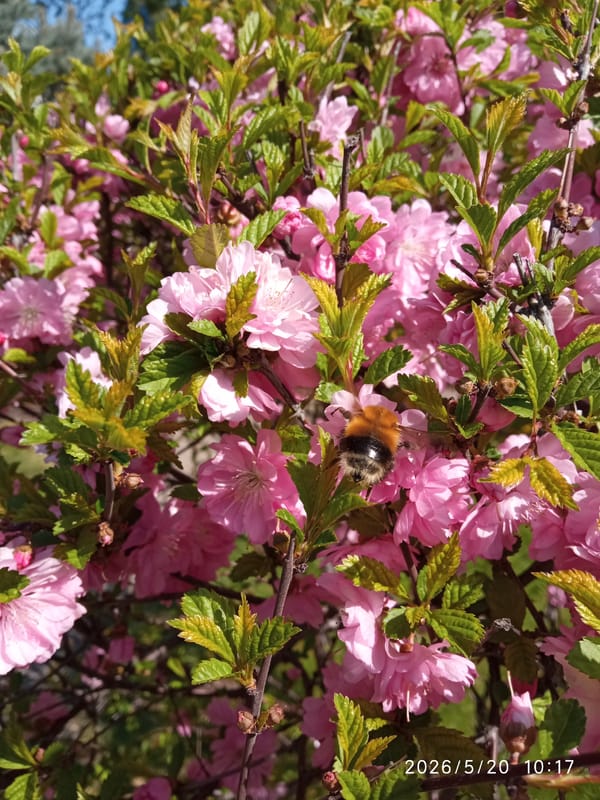 Spring flowers bloom in Krasnoyarsk park, bumblebee spotted feeding