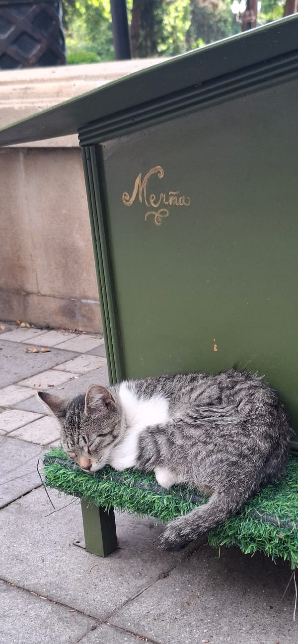Tabby cats lounging at an outdoor cat shelter