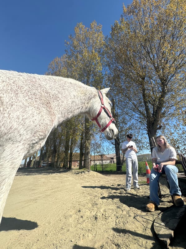 White horse with red halter observed in Estaimpuis, Belgium