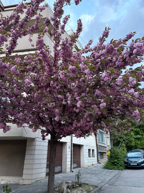 Cherry blossoms bloom alongside casino scenes in Pleven