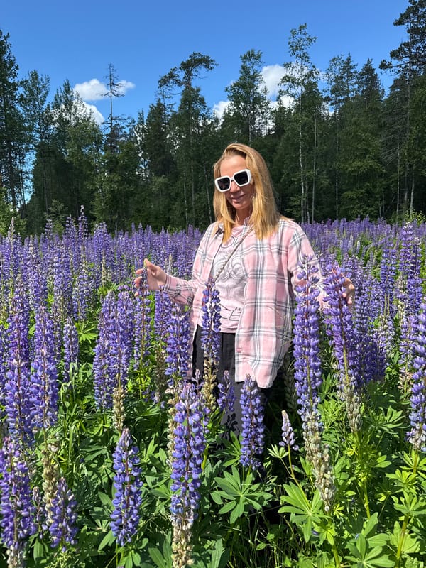 Lupine field in full bloom, Russia
