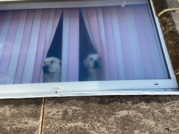 Dogs watch from windows in Markovo, Russia