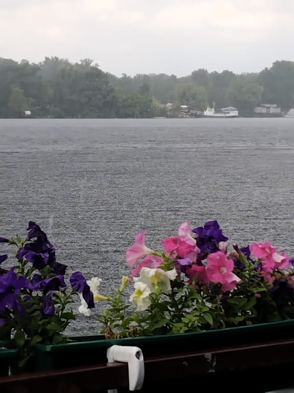 Rainy morning on the Dnipro, petunias lining the riverfront railings