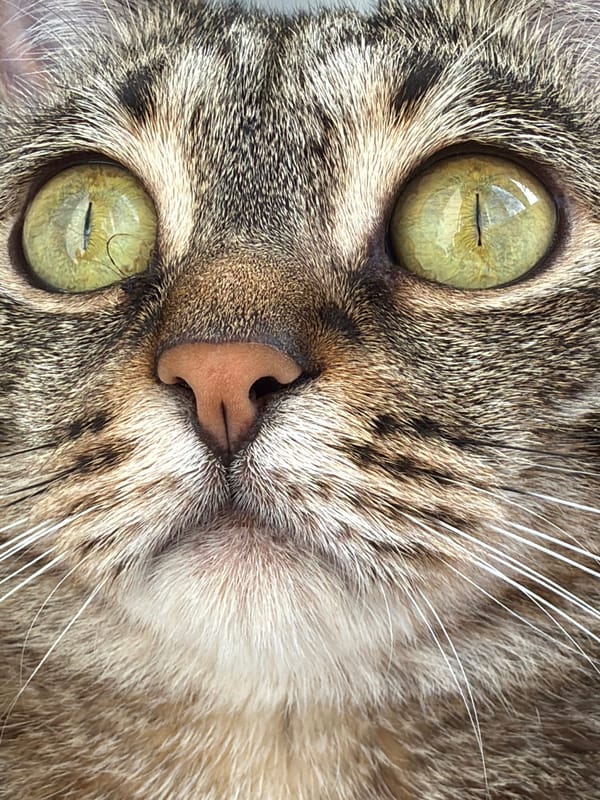 Tabby cat and Yorkie living their best indoor life
