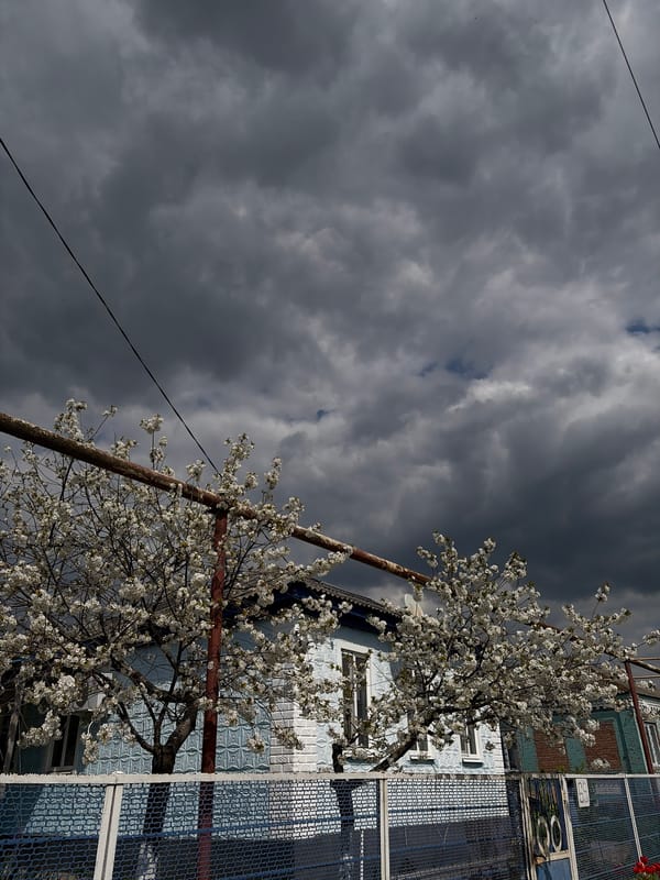 Spring blooms captured in Novopokrovskaya, Russia