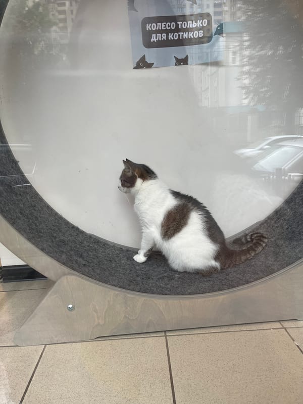 Calico cat perched on a felt exercise wheel in Aleksandrovka