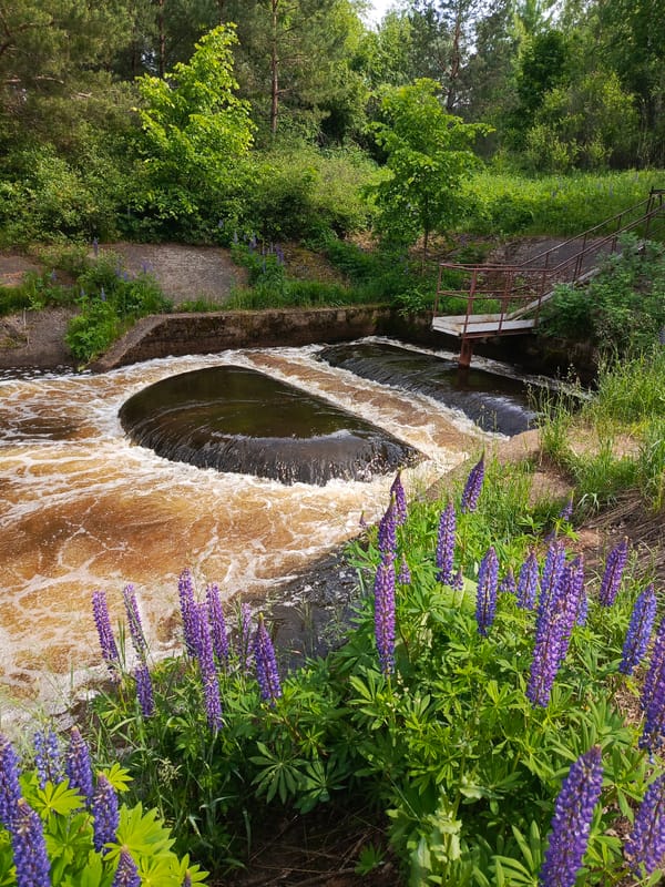 Couple explores water infrastructure amid blooming lupines in Chernushka