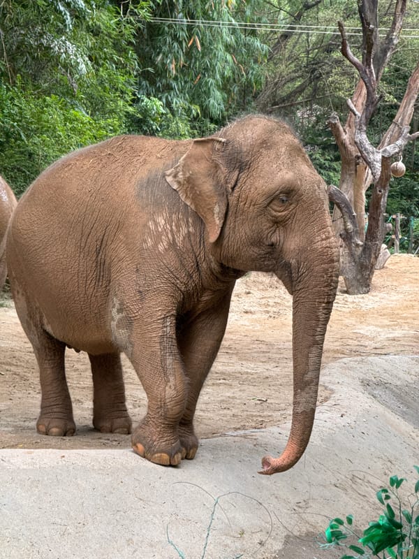 Elephants engage in enrichment activities at Panyu District zoo