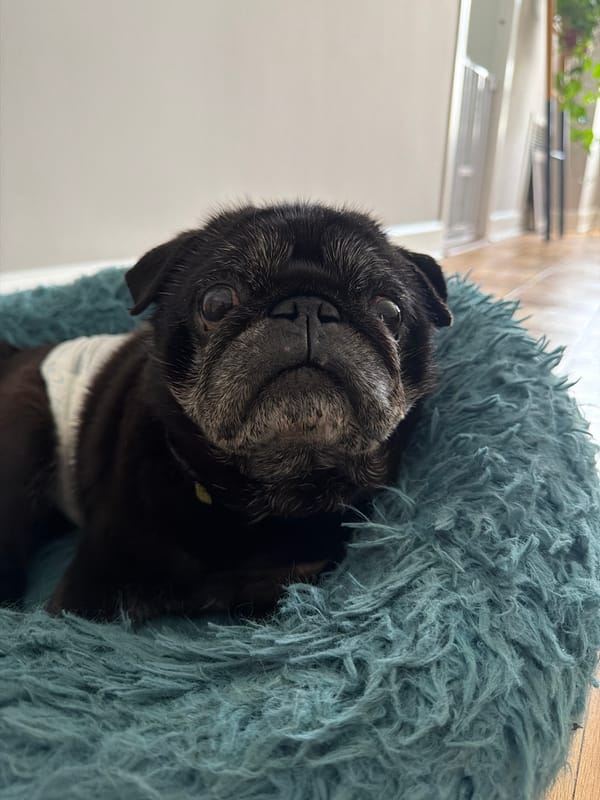 LA resident captures quiet evening moments with pug, home gym