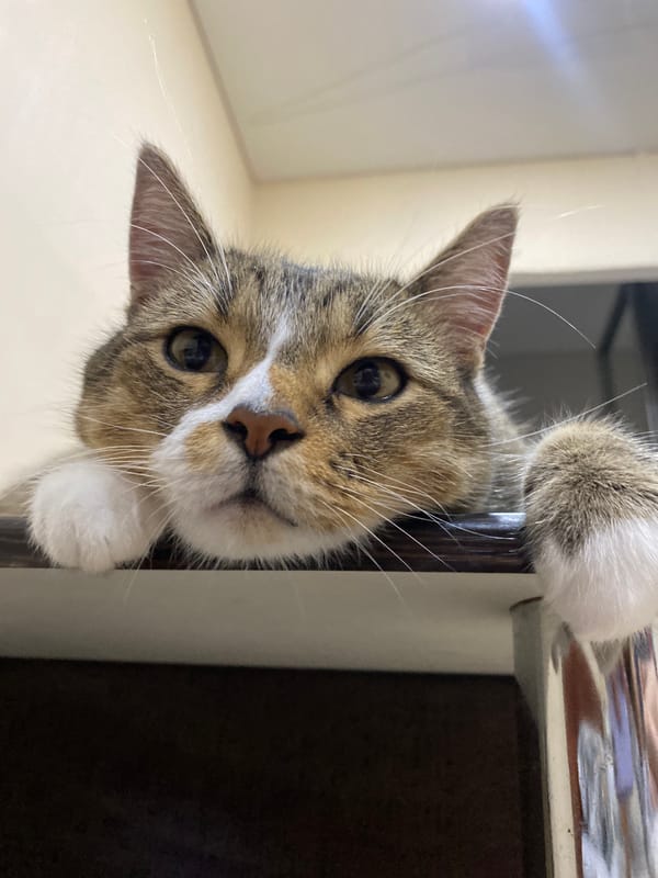Tabby cat peers down from a ledge in Novokuybyshevsk